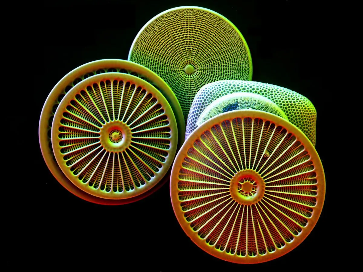 Diatom siliceous skeleton, Melosira by Kenneth Png & Marlene Thaler