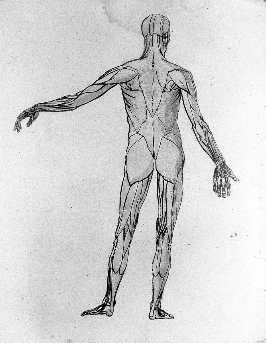 Sketches of anatomy by Unknown artist