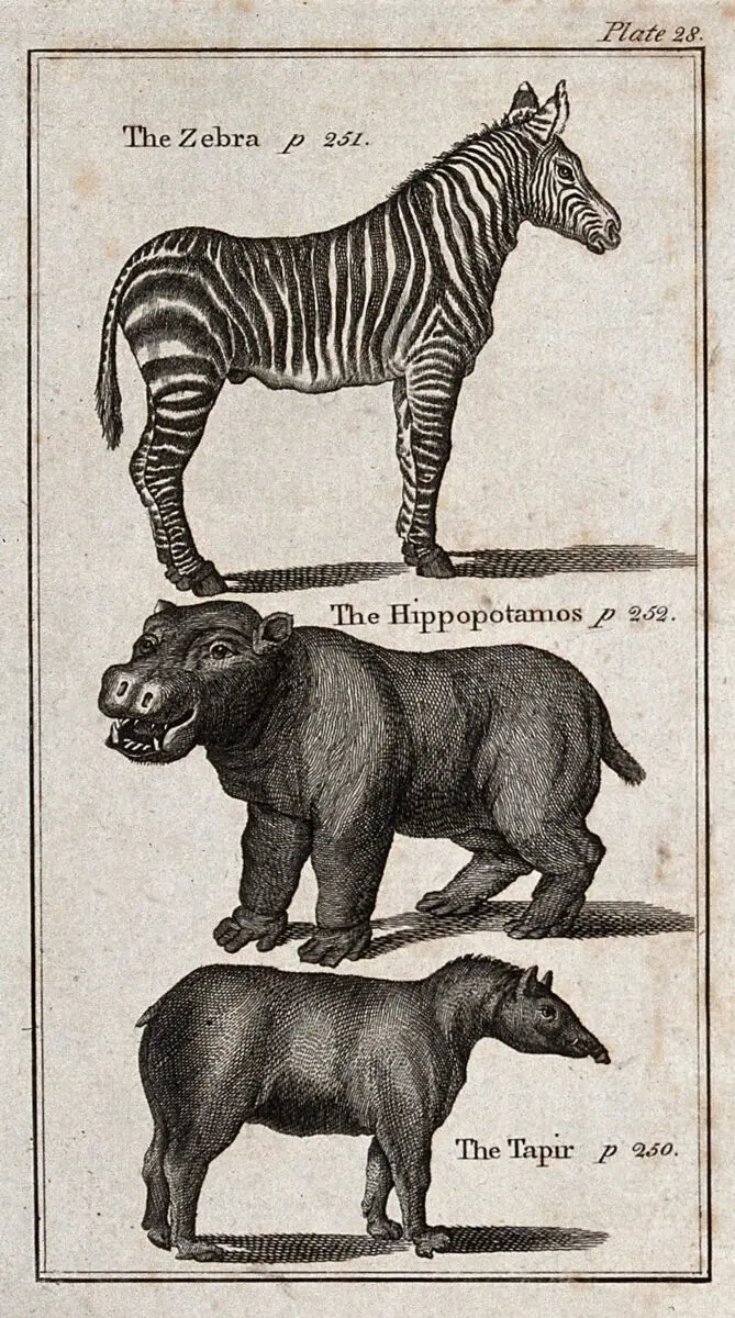 Above, a Zebra; below, a Hippopotamus and a Tapir. Wood-engraving after T. Bewick. by Thomas Bewick