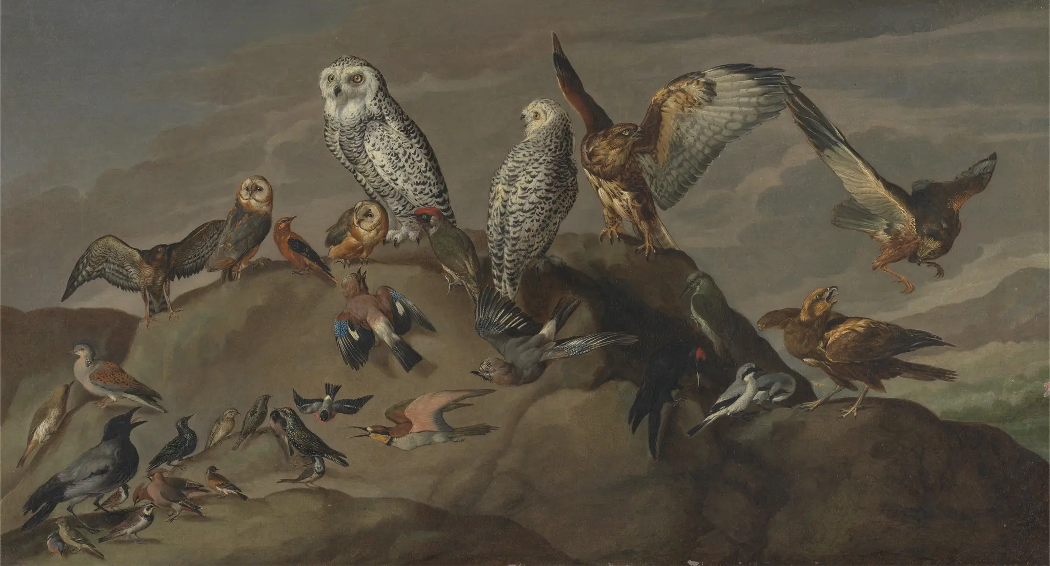 Study of Birds by unknown artist