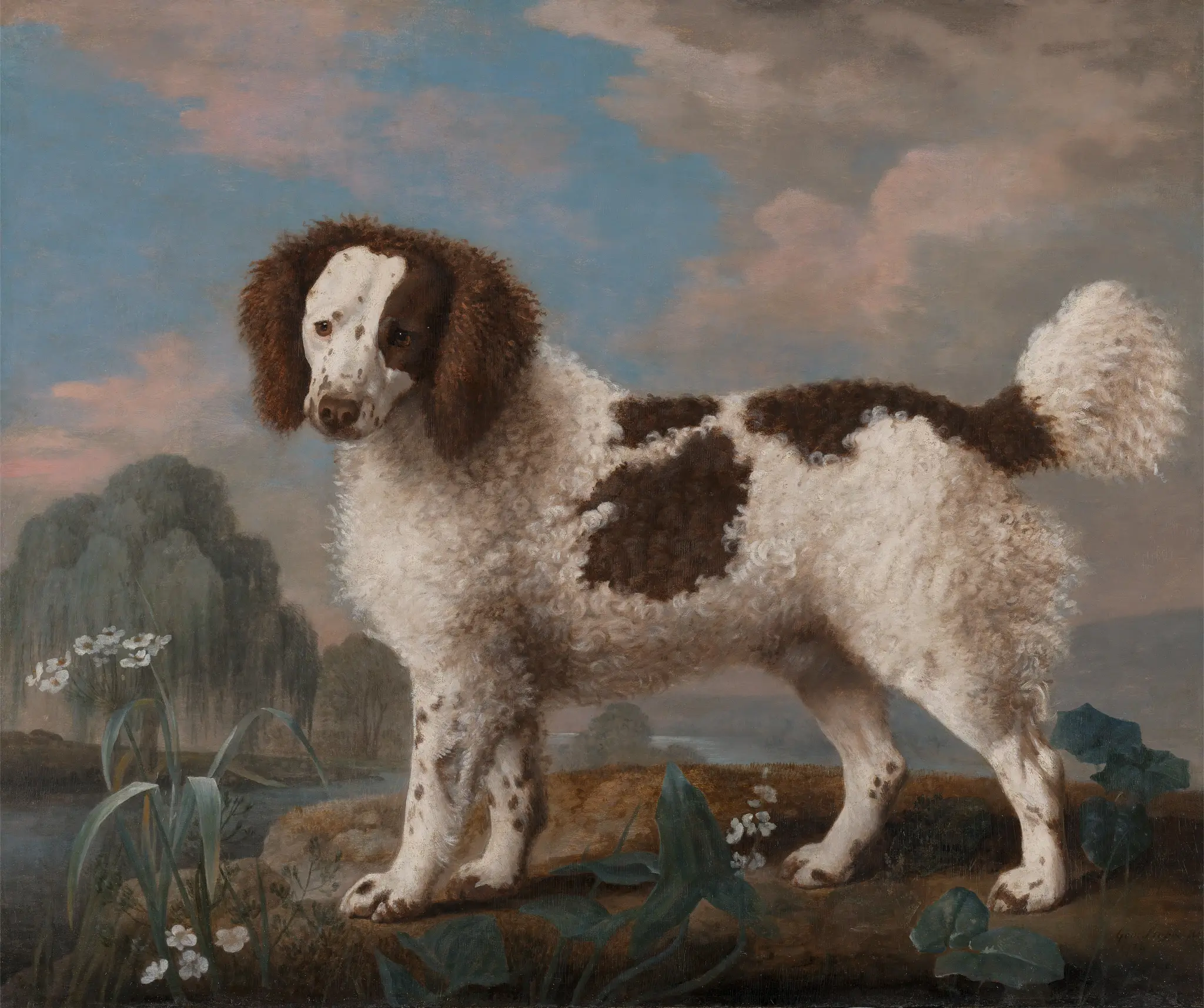 Brown and White Norfolk or Water Spaniel by George Stubbs, 1724–1806