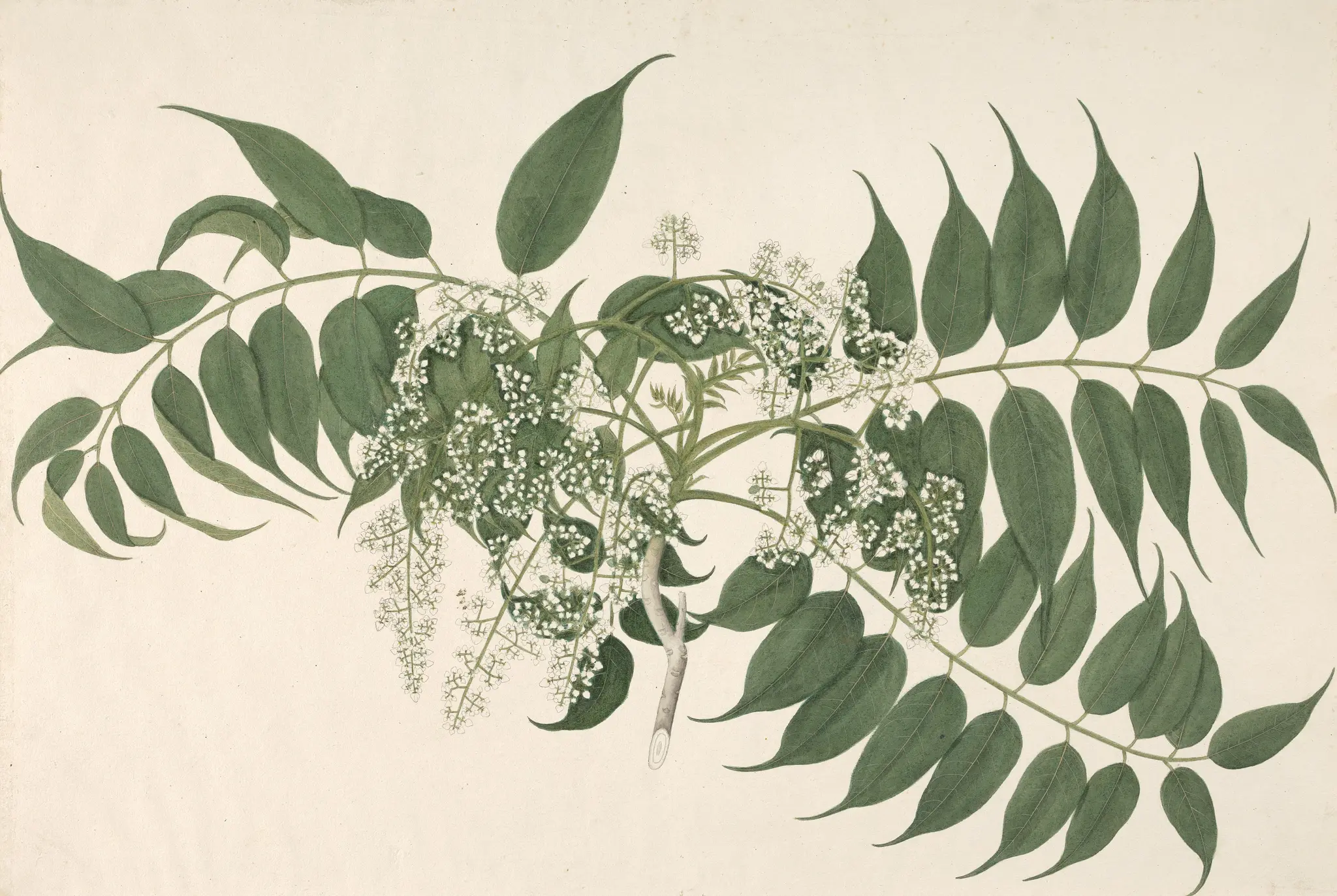 Toon Tree (Toona ciliata) by Janet Dick (née Douglas), 1774–1857