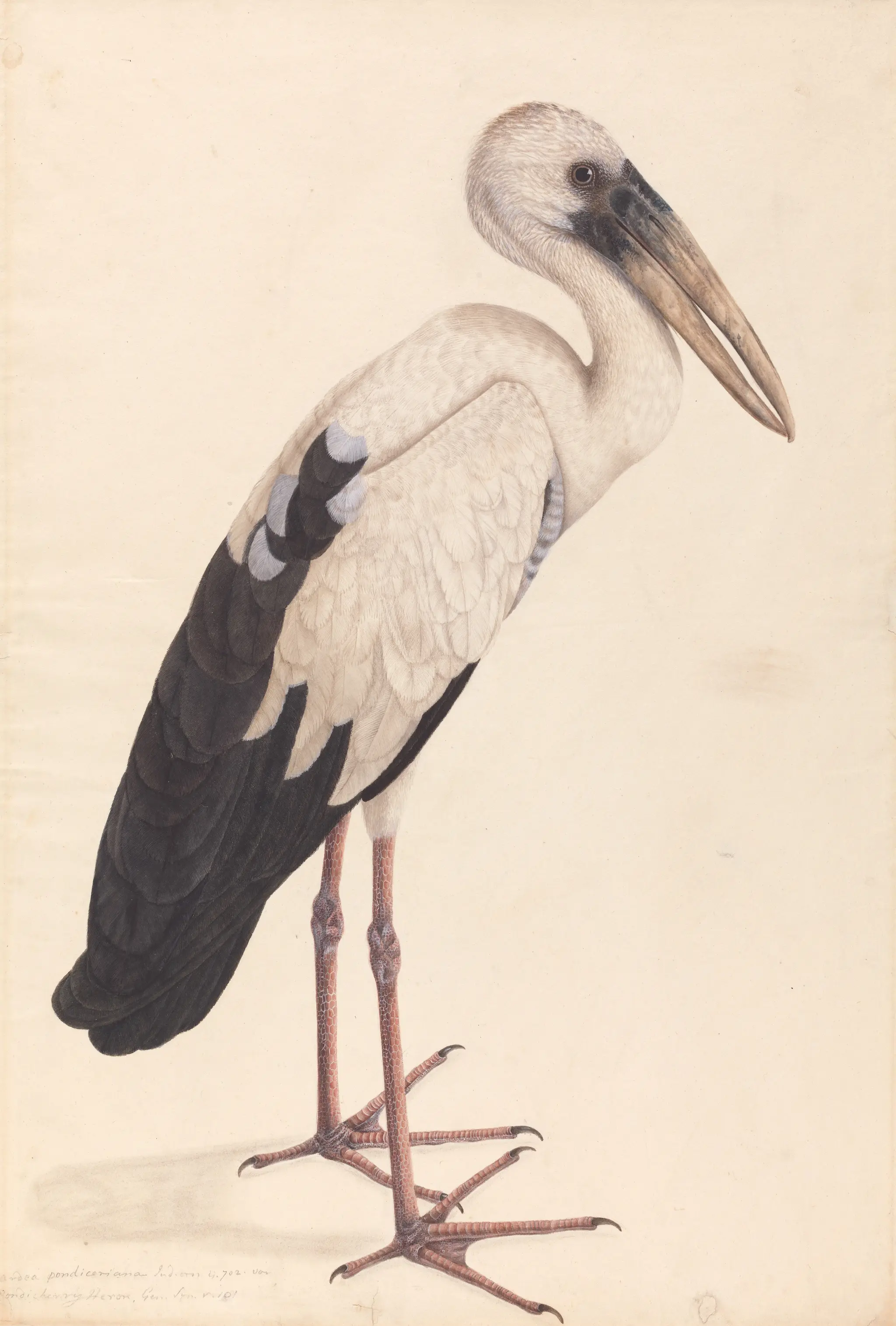 Asian Openbill Stork (Anastomus oscitans) by Unknown artist (Company style)