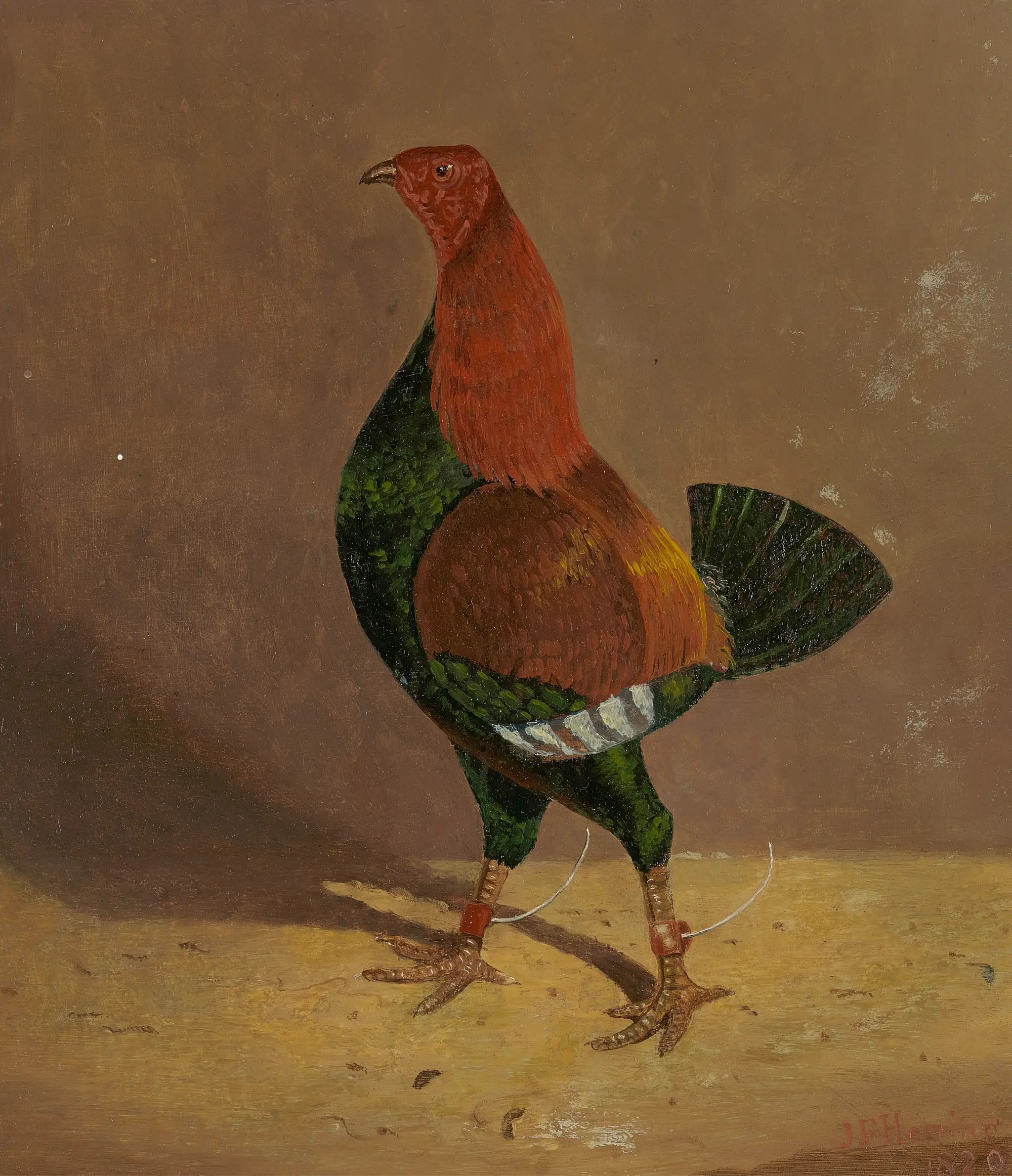 Fighting Cocks: a Dark-Breasted Fighting Cock, Facing Left by John Frederick Herring, 1795–1865