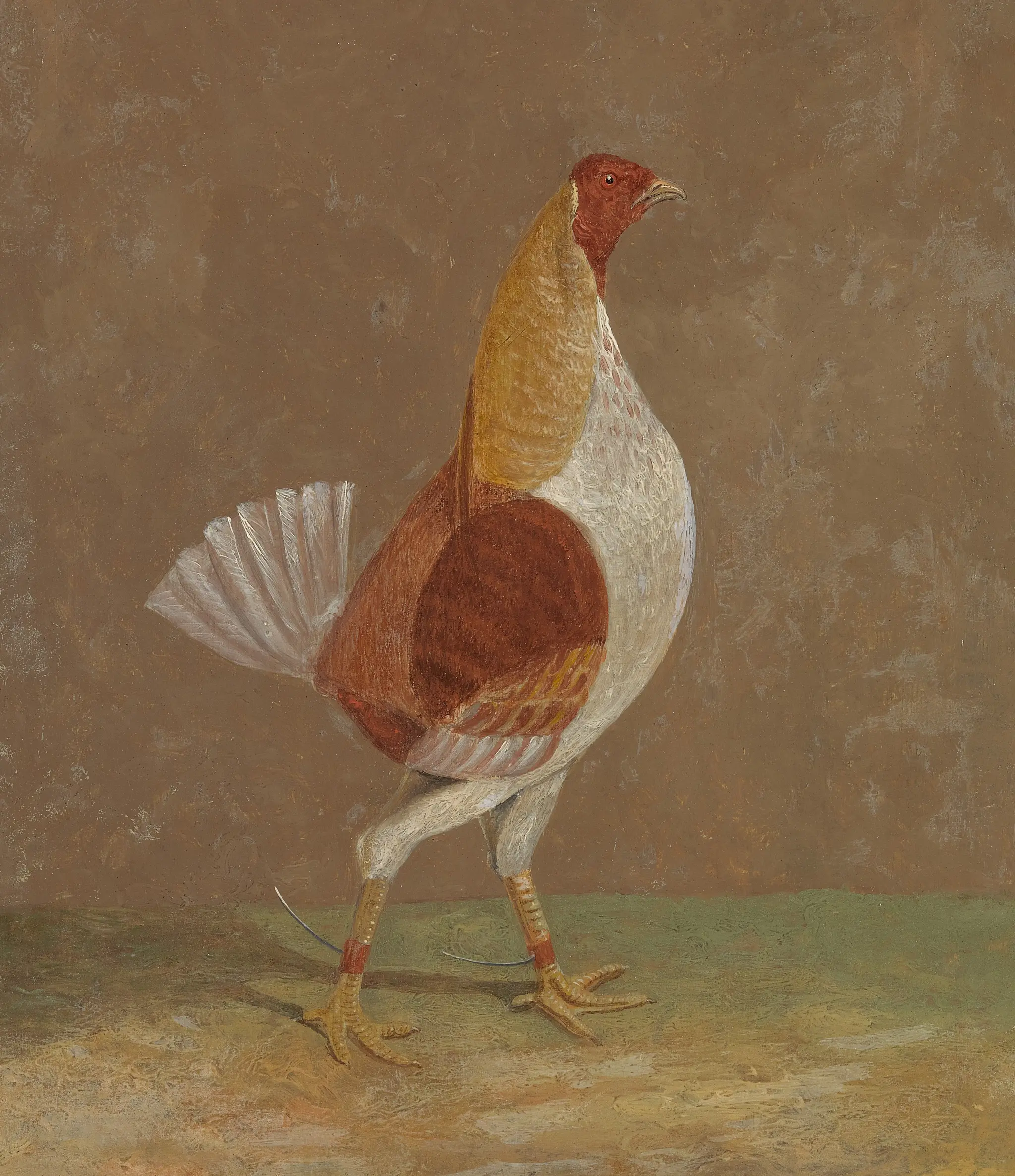 Fighting Cocks: a Pale-Breasted Fighting Cock, Facing Right by John Frederick Herring, 1795–1865