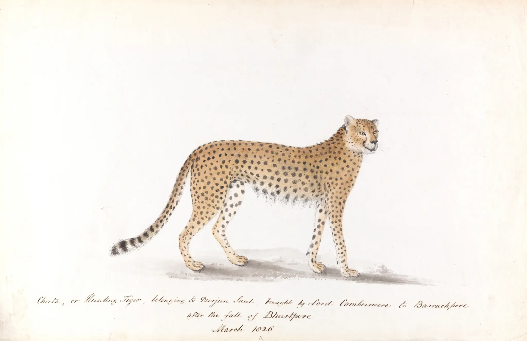 Cheetah, or Hunting Tiger by Unknown artist (Company style)
