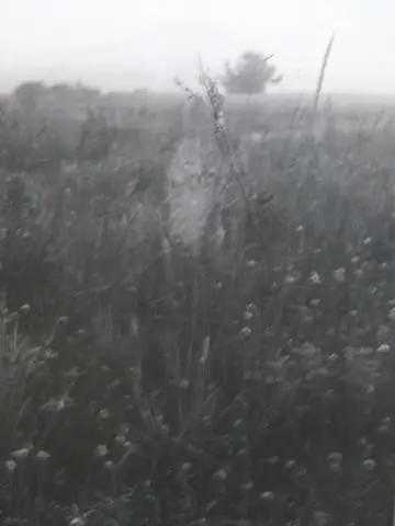 Cobweb in Field by Artist: Josef Sudek