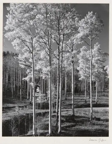 Aspens from Rio Grande by Artist: Laura Gilpin