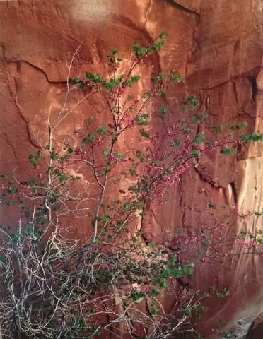 Glen Canyon by Artist: Eliot Porter