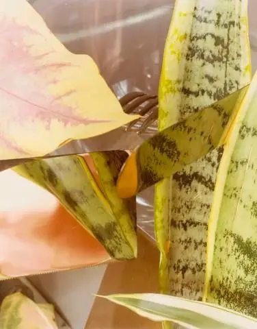 Untitled, 1978 by Artist: Jan Groover