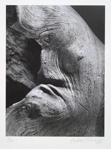 Tree trunk, detail, from the portfolio Volume III: Trees by Artist: Andreas Feininger