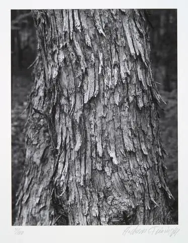 Hop hornbeam, ostrya virginiana, from the portfolio Volume III: Trees by Artist: Andreas Feininger