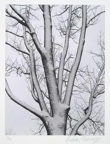 White ash in winter, from the portfolio Volume III: Trees by Artist: Andreas Feininger