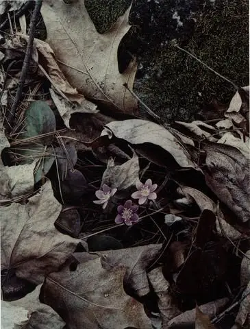 Hepaticus 4/17/54, Sheffield, Massachusetts by Artist: Eliot Porter