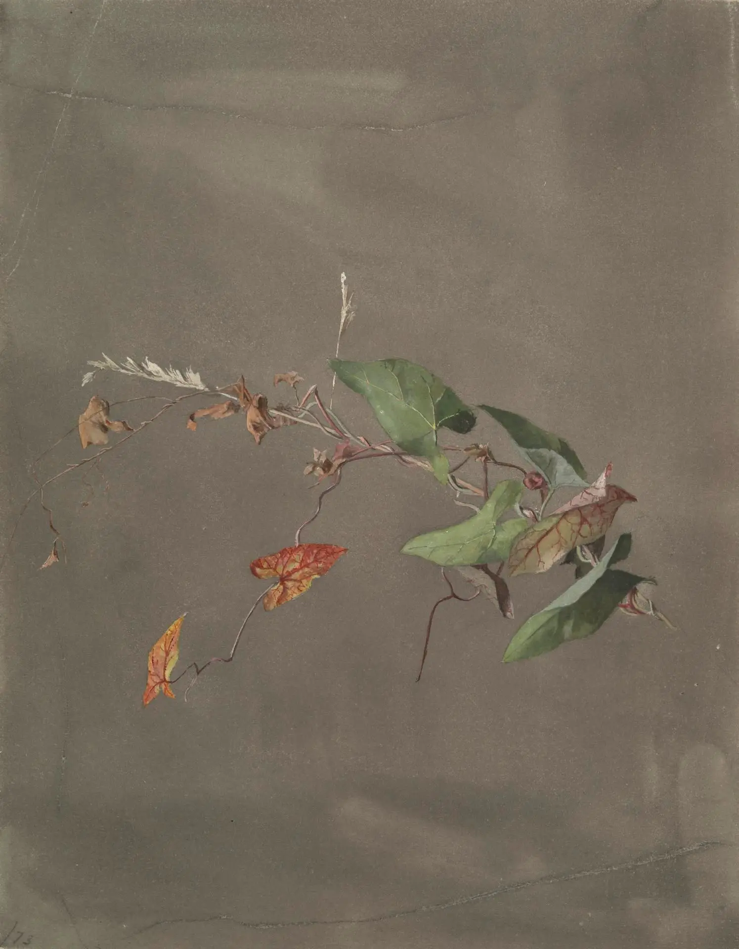 Bindweed by Artist: Fidelia Bridges