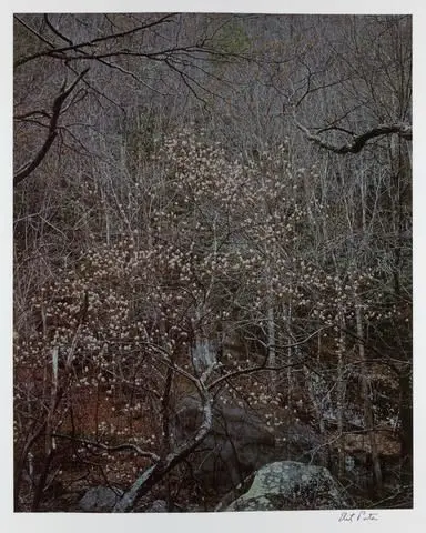 Shade Tree in Bloom, Great Smoky Mountains by Artist: Eliot Porter